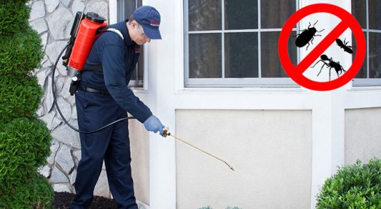 Küçükçekmece Böcek ve Haşere İlaçlama böcek ilaçlama ve haşere kontrolü — ilaclama-tr.com